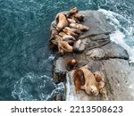 Rookery Steller sea lions. Island in the Pacific Ocean near Kamchatka Peninsula.