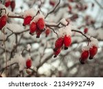 Close up of a small branch of a rosehip bush with red fruits in winter.
