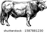 Vector Farm Animals Obrak Bull...