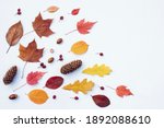 Autumn Colorful Leaves  Cones...