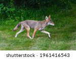 A wild coyote moves across the...