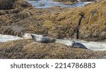 Three Harbor Seals Basking On...