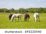 Horses Grazing In A Field Near...