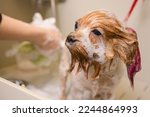 washing yorkshire terrier in front of haircut professional hairdresser. dog wash before shearing