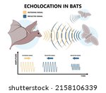 bio sonar sound detect object... | Shutterstock .eps vector #2158106339