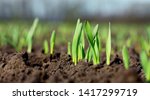 Young Wheat Or Grass Seedlings...