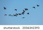 Flock Of Cormorants In Flight....