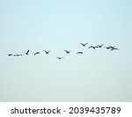Flamingo birds in flight. flock ...
