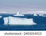 Glaciers, icebergs and the tail of a whale. Global warming, melting glaciers - concept