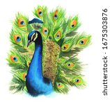 Watercolor Peacock Colorful ...