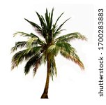 Small photo of Coconut tree with bright sunlight on seabeach isolated on white background.