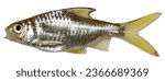 Small photo of Mystacoleucus aff. obtusirostris (Val. in Cuv. and Val., 1842), Fish in the Mekong River, Thailand