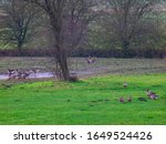 Small photo of View from the window in winter on the island of Usedom. Wild geese, greylag geese feel free and unobserved