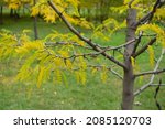 Small photo of Thorny branches and autumnal foliage of young honey locust tree in October