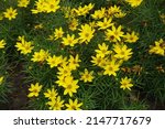 Close View Of Yellow Flowers Of ...