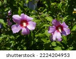 Hibiscus Syriacus With Two Pink ...