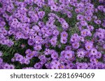 Small photo of Plentitude of purple flowers of Symphyotrichum novae-angliae with bees in October