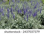 Small photo of Incalculable purple flowers of Veronica spicata incana in mid June