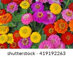 Flowers Zinnia  Elegans.  Color ...