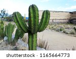 Huge Mexican Green Cactus...