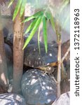 Small photo of Many turtles gather together.