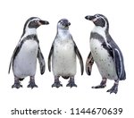 Three Of  Humboldt Penguin