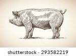 Vector illustration of pig in graphic style, hand drawing illustration. 