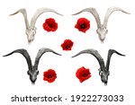 Goat skull and red poppies....