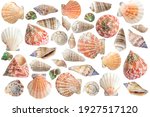 Seashells different form. ocean ...