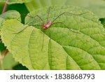 Small photo of Spider haymaker (Phalangium opilio) waits for prey on the leaves of Gortensia