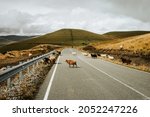 Flock of sheep cross road in  mountains. Caucasus mountains in Kabardino-Balkarian Republic, Russia. 