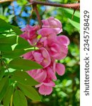 Small photo of Pink acacia flower bush. Floral summer photo. Branch with leaves and flowers of pink acacia. Acacia rose (Robinia hispida) on a tree branch