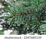 Small photo of Close-up of a spruce branch after rain on a blurred background. raindrops on a pine branch close-up. Spruce branch. Beautiful spruce branch with needles. Green spruce.