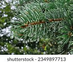 Small photo of Close-up of a spruce branch after rain on a blurred background. raindrops on a pine branch close-up. Spruce branch. Beautiful spruce branch with needles. Green spruce.