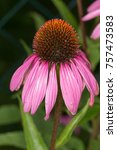 Small photo of coneflower with it's acanthous calyx