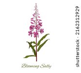 Blooming Sally Herbaceous Wild...