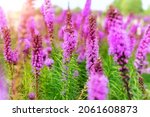 Beautiful abstract scenic landscape view of blooming purple liatris spicata or gayfeather flower meadow in rays of sunset warm sun light. Wildflower field blossoming background