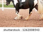 Small photo of The legs and feathered,hooves of a cobby piebald horse being ridden in a sandy arena during a dressage competition.