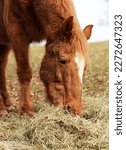 Small photo of An elderly pony eats hay in a grassy paddock. At 30 years old, she still has a good appetite.