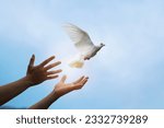 Praying hands and white dove...