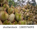 durian division  after the... | Shutterstock . vector #1385576093