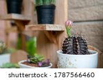 a blooming cactus in the corner ... | Shutterstock . vector #1787566460