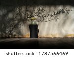 a blooming cactus in the shade... | Shutterstock . vector #1787566469