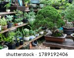 bonsai a small tree that has... | Shutterstock . vector #1789192406