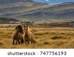 Icelandic Horses  Iceland