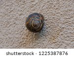 Small photo of A snail agglutinated on a house outer wall