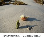 Small photo of green shell on a sandy beach. green hermit crab shell. against a blurred background another hermit crab crawling to look at the green shell