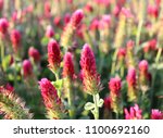 Field of flowering crimson clovers in spring landscape. Trifolium incarnatum. Beautiful red color. Idyllic view, hills, forest on the horizon. Blue sky, clouds,full depth of field.