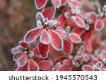 Frozen azalea with red leaves. The first frosts, cold weather, frozen water, frost, and hoarfrost. Macro shot. Early winter. Blurred background.   