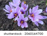 Small photo of Crocus sativus, commonly known as saffron crocus, or autumn crocus. The crimson stigmas called threads, are collected to be as a spice. It is among the world's most costly spices by weight.